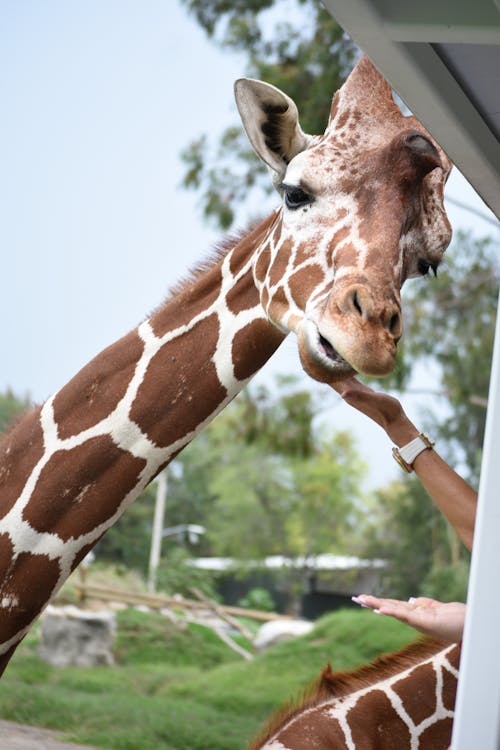 Free stock photo of animal, giraffe, wild