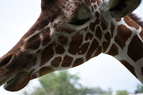 Free stock photo of animal, giraffe, wild