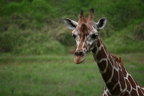 Free stock photo of animal, giraffe, wild