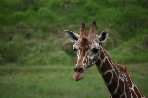 Close Up Photo of a Giraffe 
