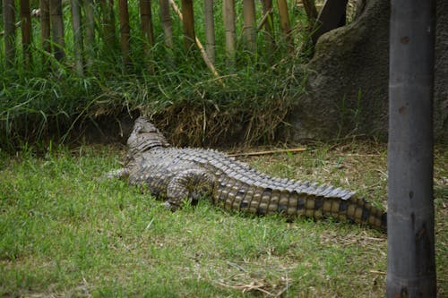 Free stock photo of animal, crocodile, wild