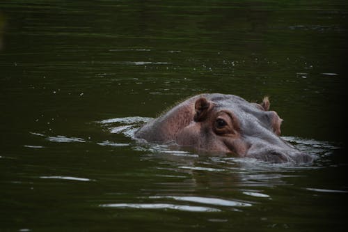 Free stock photo of animal, eye, hippo