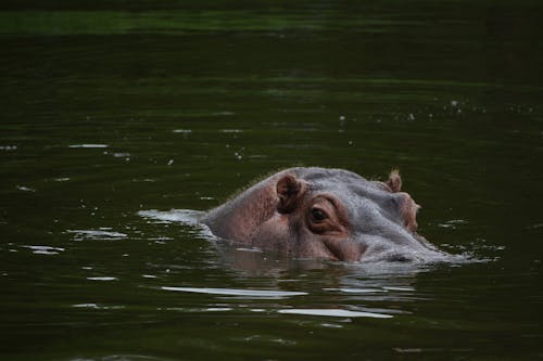 Free stock photo of animal, hippo, wild