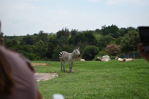 Gratis stockfoto met beest, dierentuin, dierentuindier