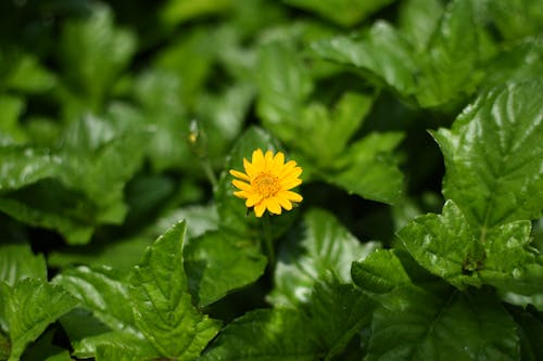 Free stock photo of flower, flower field, yellow