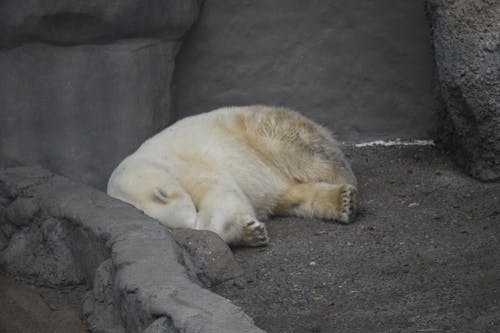 Free stock photo of animal, bear, wild