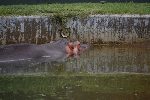 Gratis stockfoto met beest, dierentuin, dierentuindier