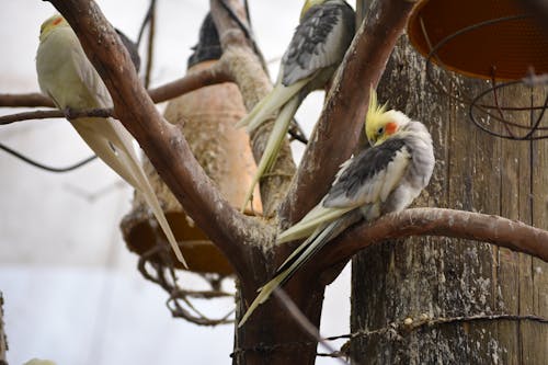 Free stock photo of animal, nestling, wild