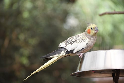 Gratis stockfoto met beest, dierentuin, dierentuindier