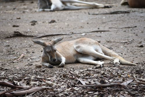 Free stock photo of animal, kangaroo, wild