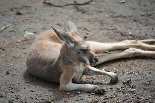 Free stock photo of animal, kangaroo, wild