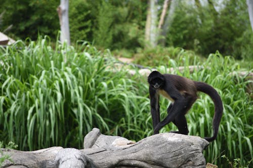 Black Monkey Walking on Rocks