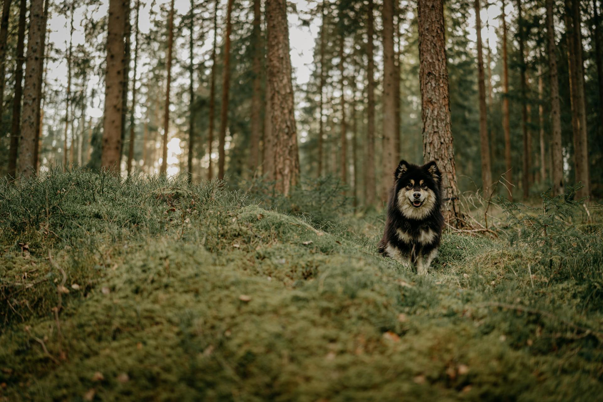 Finnish Lapphund Dog in the Forest