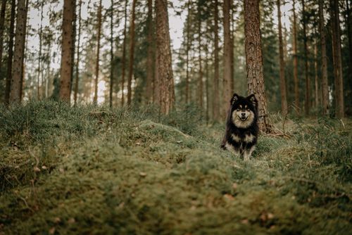 Free A Finnish Lapphund stands amidst the tranquil Swedish woods, surrounded by lush greenery. Stock Photo
