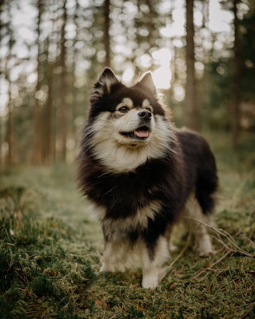 A Cute Dog on Green Grass Field