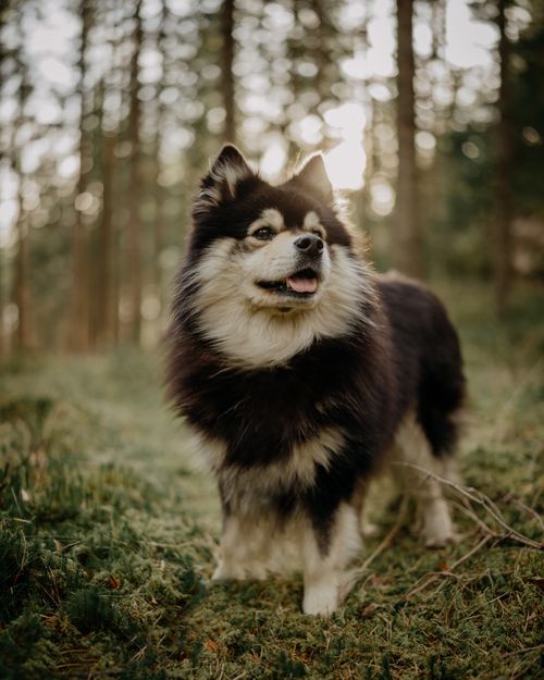 Free Charming Finnish Lapphund in a serene Swedish forest during sunrise. Perfect for animal and nature themes. Stock Photo