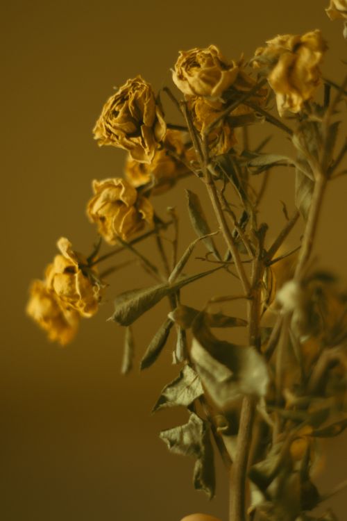 Free A captivating close-up of dried yellow roses, highlighting their intricate textures and warm tones. Stock Photo