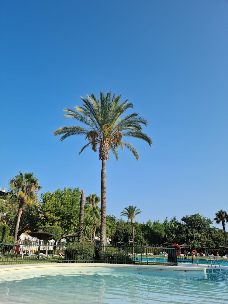 Green Palm Trees Near The Swimming Pool Fence