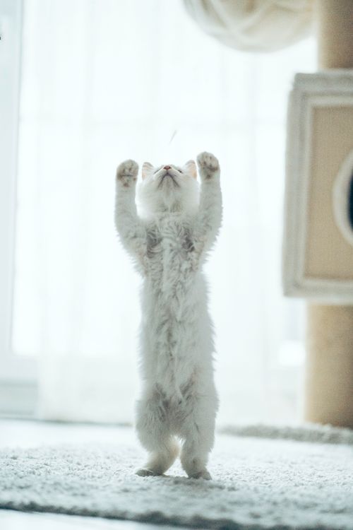 Free Little white playful kitty standing on hind legs on soft carpet at home Stock Photo