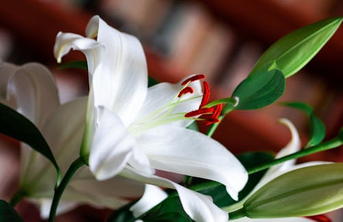 White Lily in Bloom