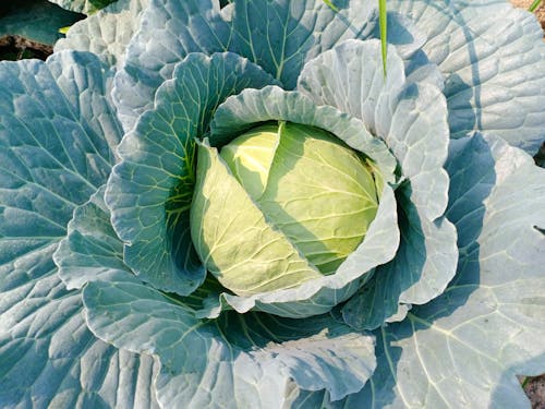 Close-Up Shot of Fresh Green Cabbage