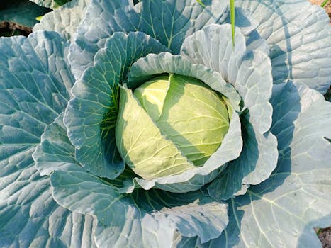 Top view of a fresh green cabbage in a garden, showcasing its natural beauty.