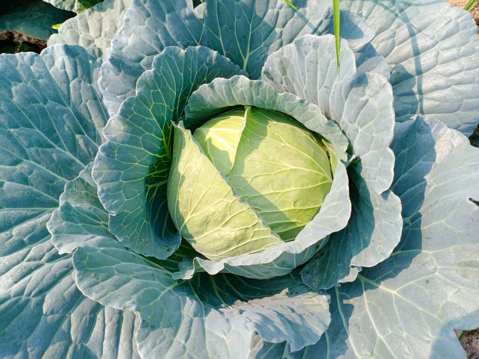 Cavege Close-Up Shot of Fresh Green Cabbage · Free Stock Photo