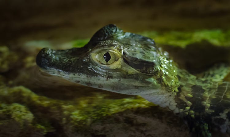 Close-up Photography Of Baby Alligator