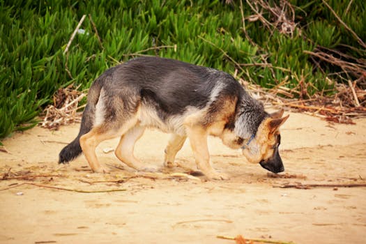 Photo of a German Shepherd Sniffing