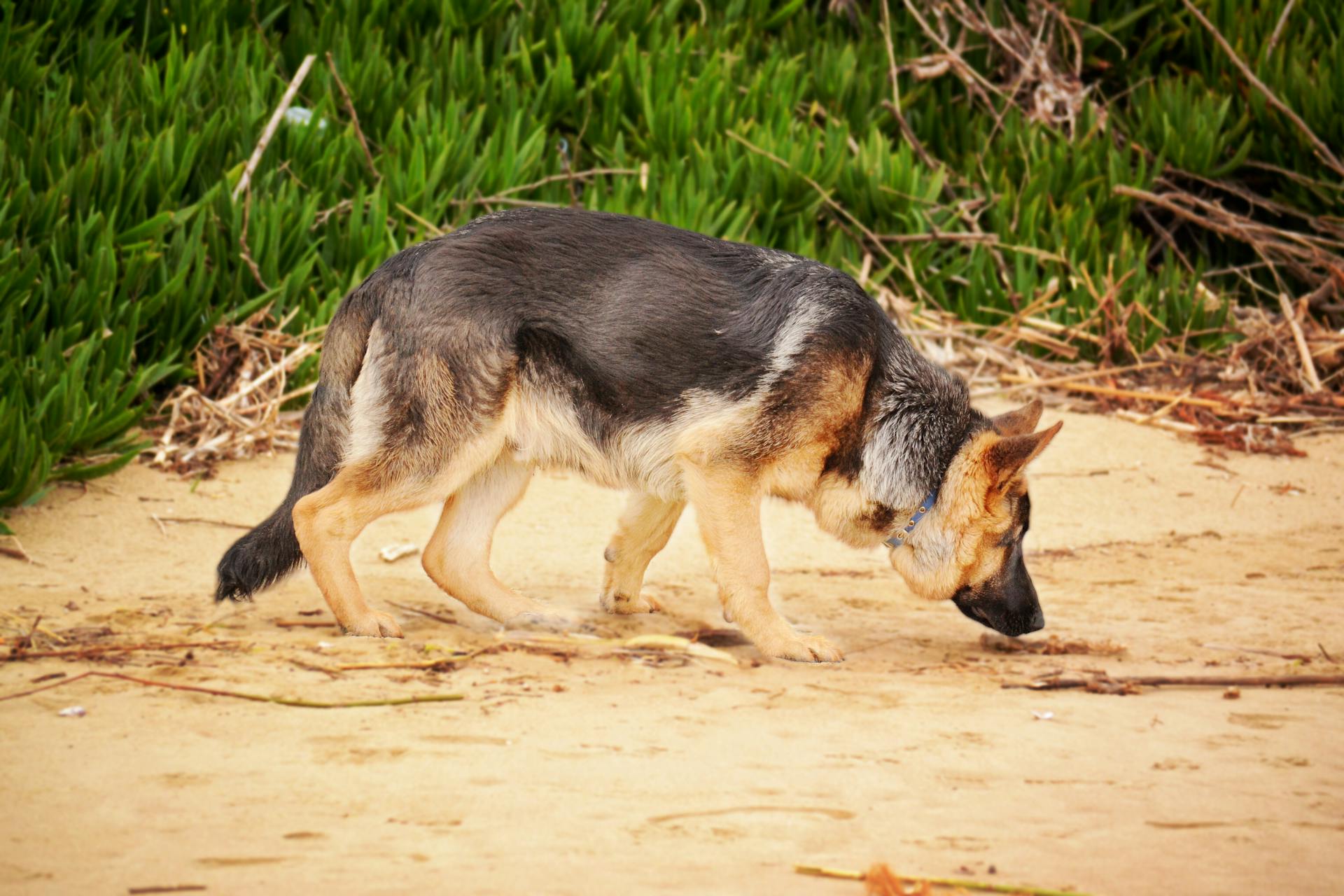 Bilder av en schäferhund som sniffar