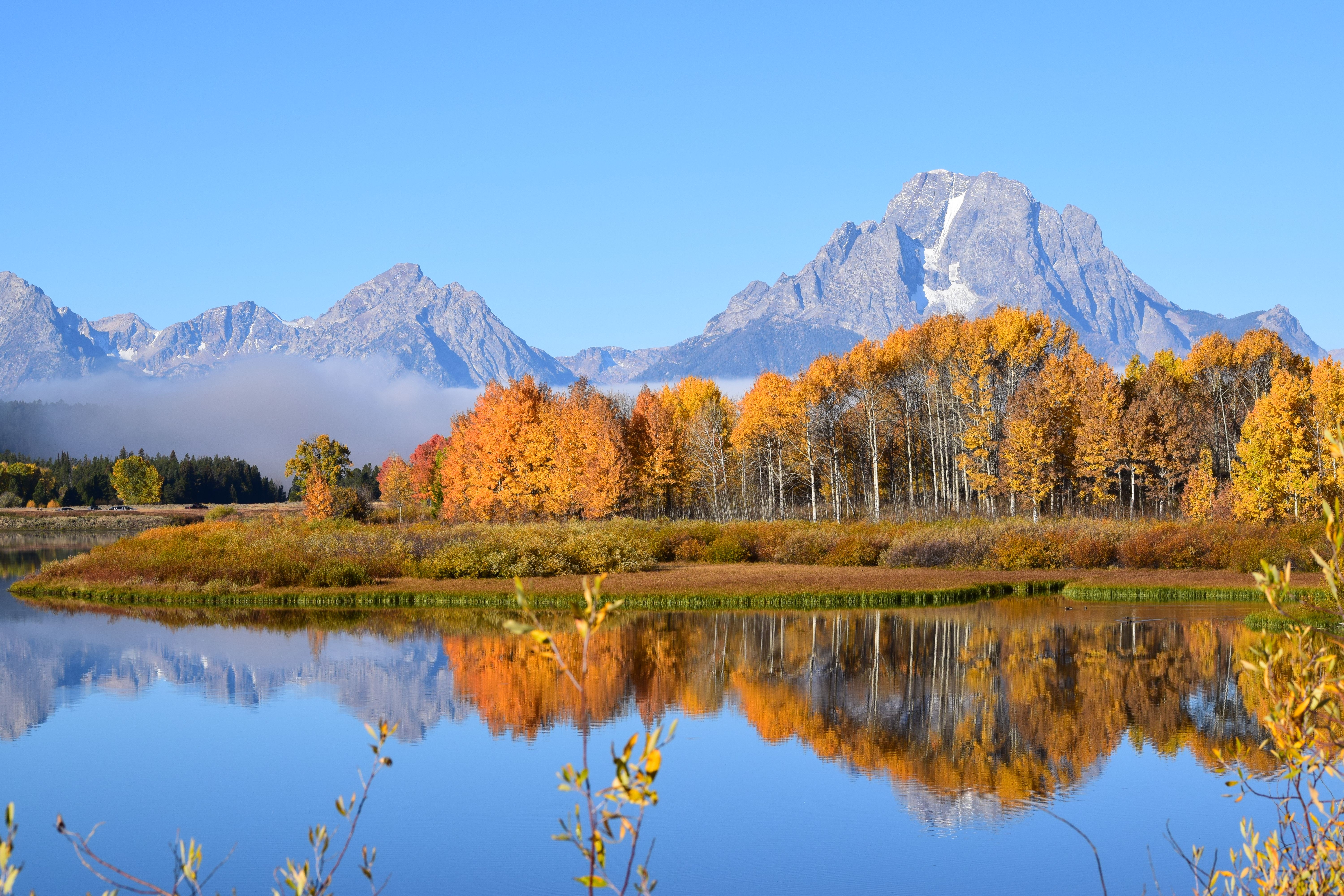 Moose near Oxbow Bend Grand Teton