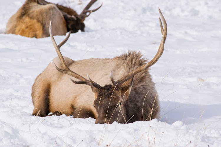 An Elk Lying On Snow Covered Ground