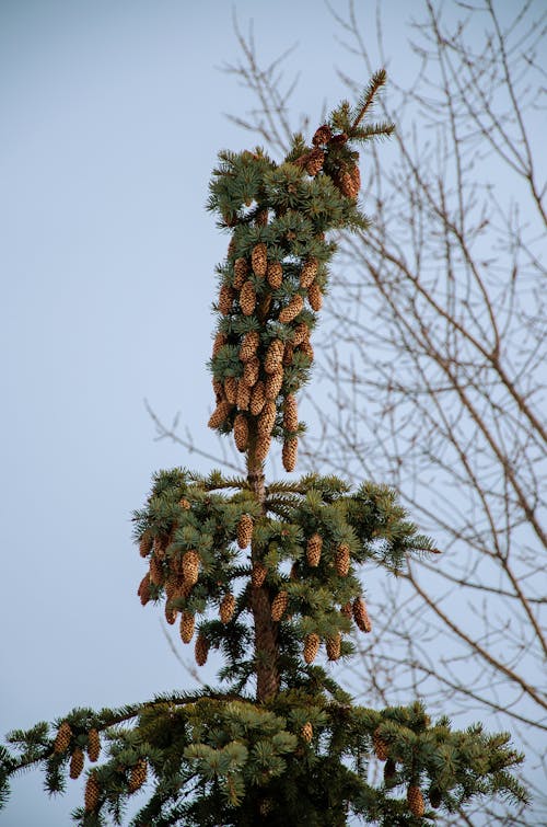 Free stock photo of beautiful nature, cones, tree
