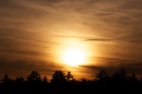 Silhouette of Trees during Golden Hour