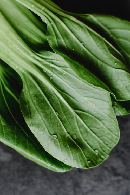 Fresh Green Bok Choy Leaves with Water Droplets