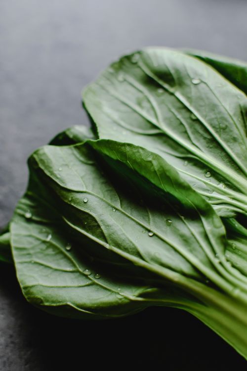 Free Close-up of fresh bok choy leaves with water droplets on a dark background, showcasing natural texture. Stock Photo