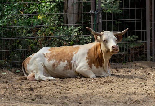 A White and Brown Cow Lying on Ground Near Gray Metal Fence