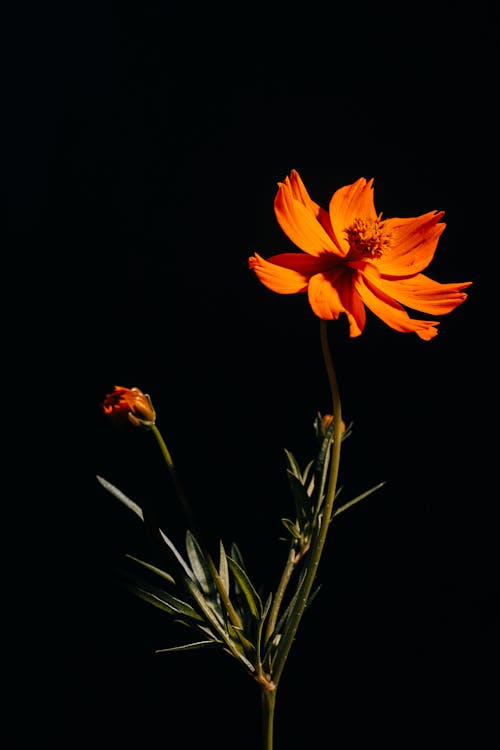 Darmowe zdjęcie z galerii z ciemny, flora, kwiat