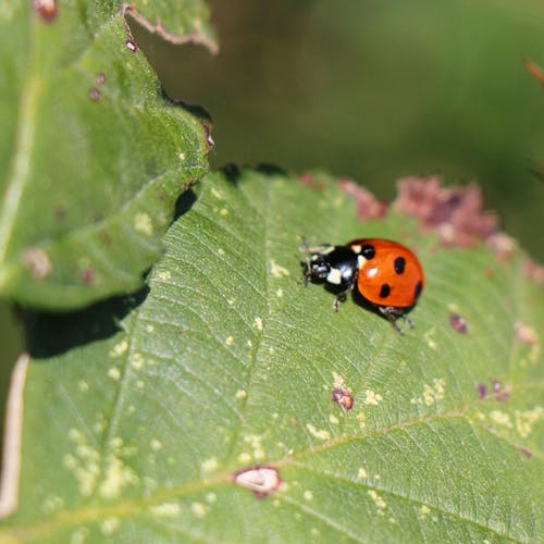 Photos gratuites de beauté dans la nature, coccinelle, feuille