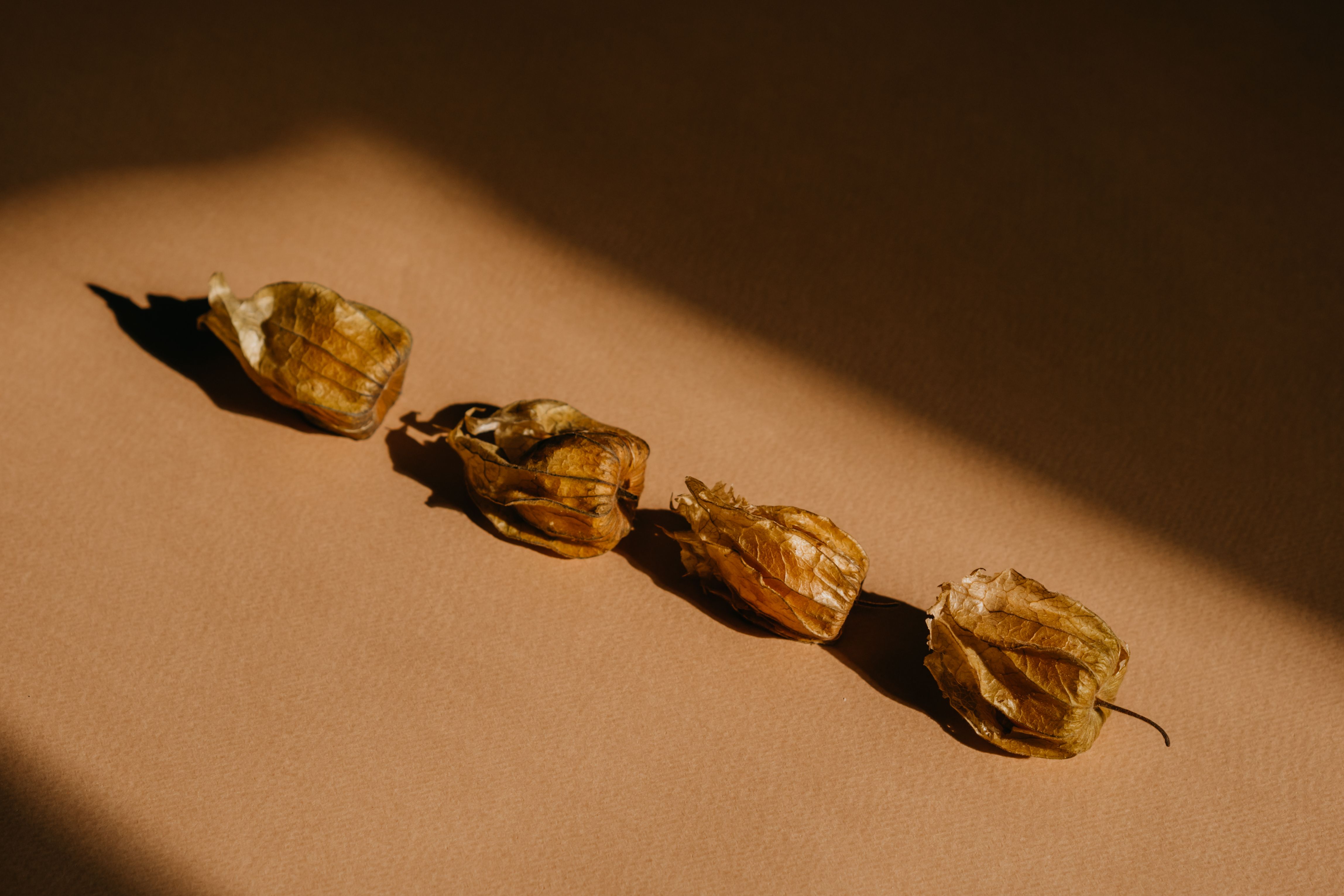 Artistic shot of dried physalis calyces on a sunlit surface, showcasing texture and shadows.