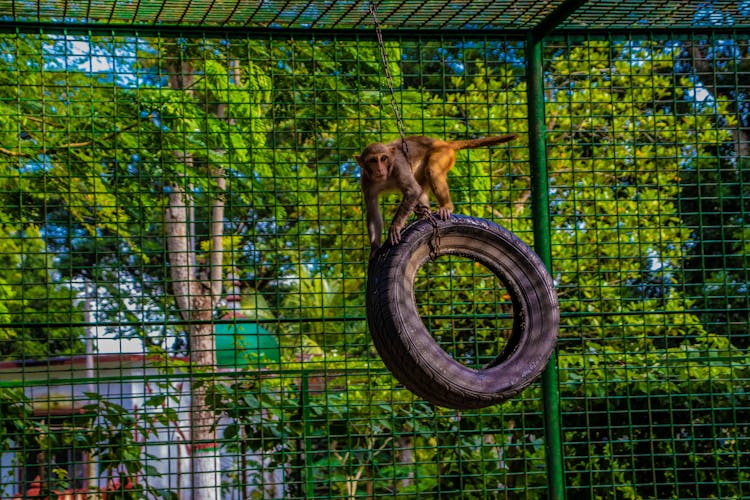 
A Monkey On A Hanging Tire