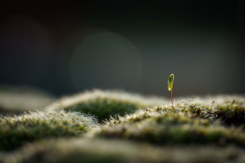 Selective Focus of a Growing Plant
