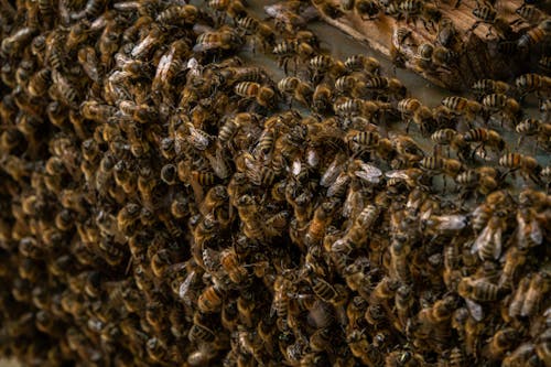 Close-up Photography of Bees on Honeycomb