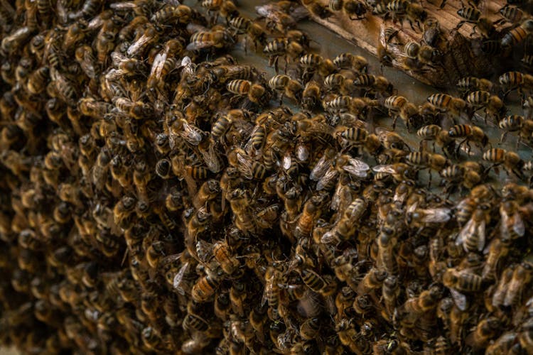 Close-up Photography Of Bees On Honeycomb