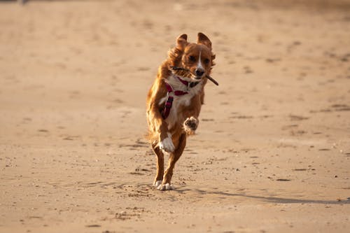 Brown and White Dog on Running on Brown Sand