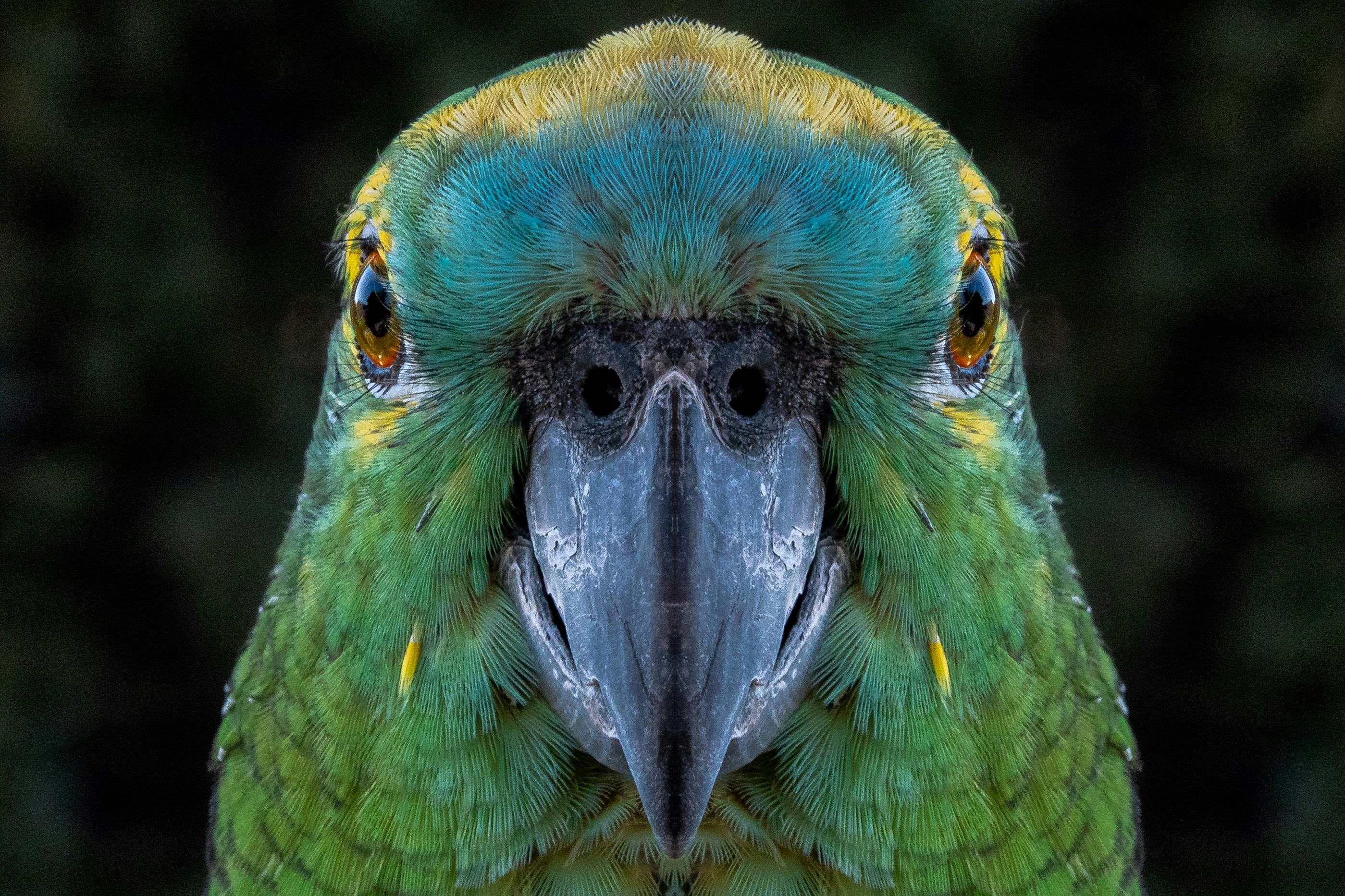 close up shot of turquoise fronted amazon