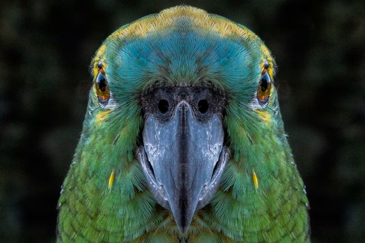 Close-Up Shot of Turquoise-Fronted Amazon
