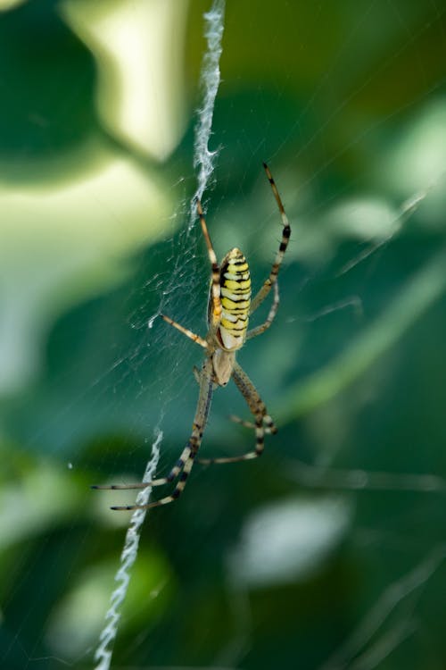 Free Close-Up Photo of a Wasp Spider on a Web Stock Photo