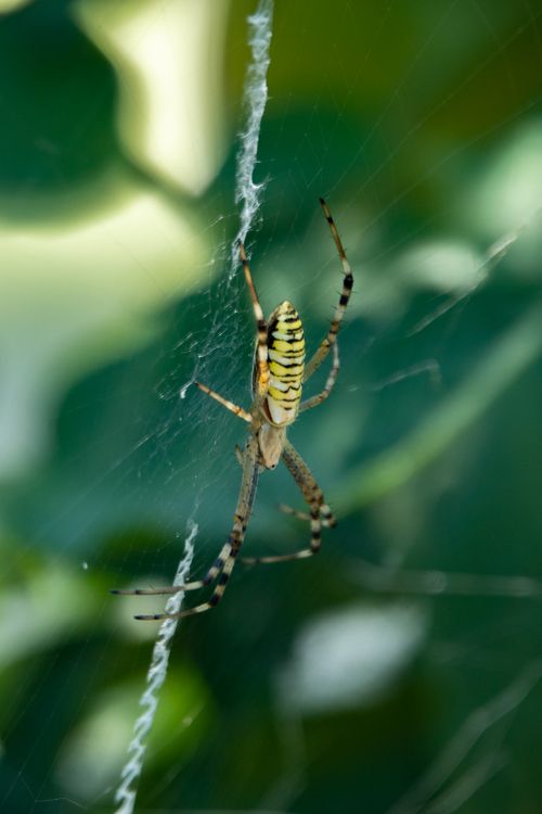 Free Detailed view of a wasp spider (Argiope bruennichi) in its natural habitat on a web. Stock Photo