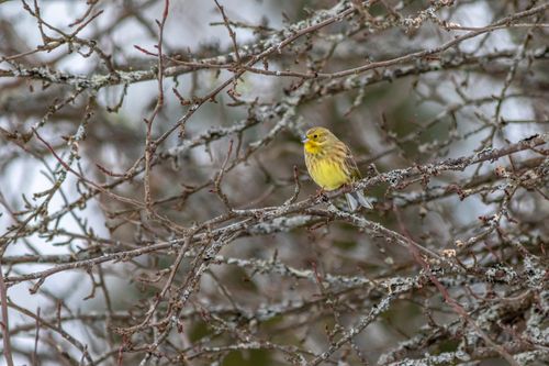Free A Yellowhammer bird perched on a winter tree branch in Pikva, Estonia. Stock Photo